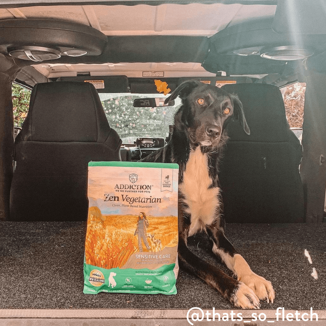 Dog sitting in a car with a bag of Addiction Zen Vegetarian dog food on the floor.
