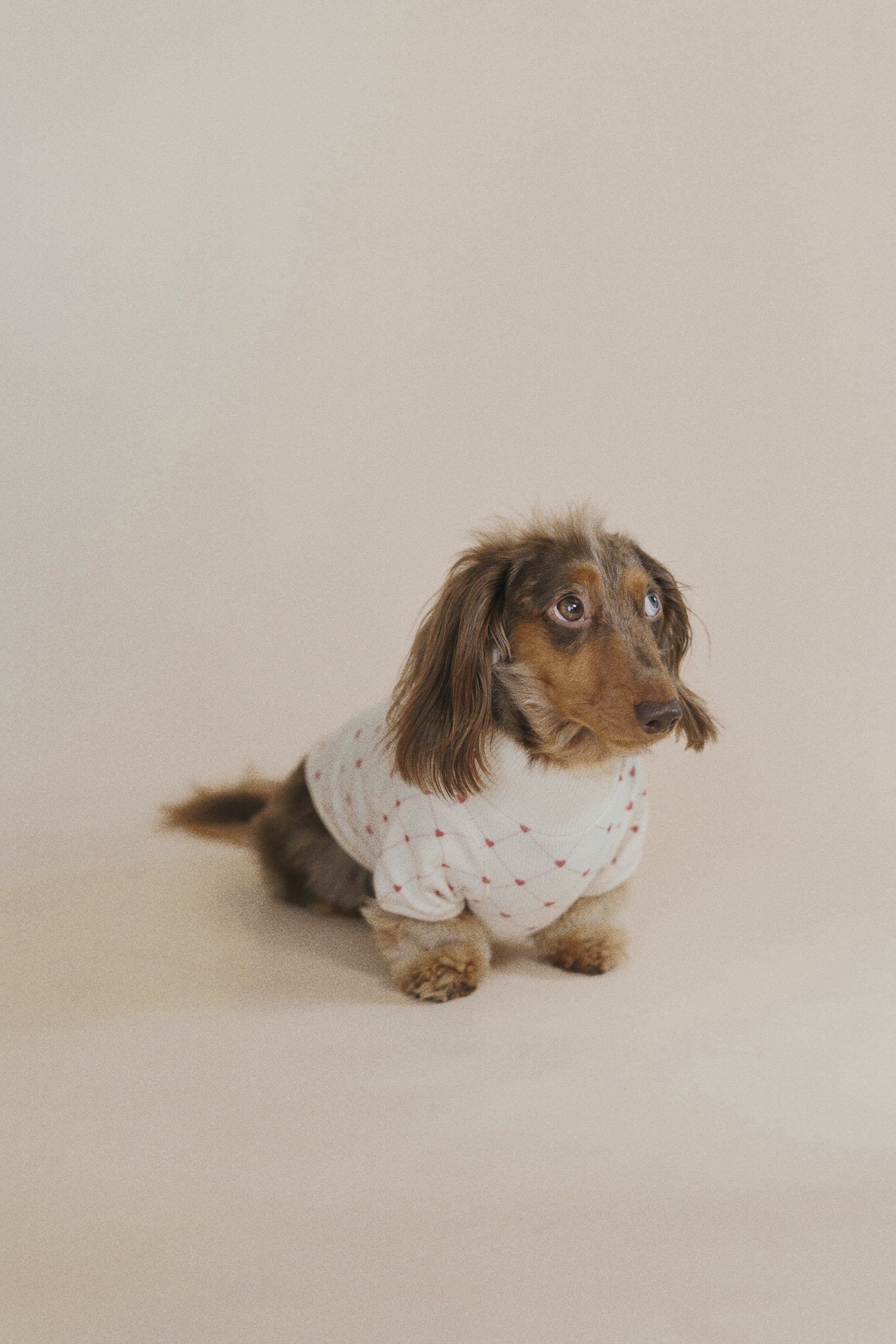 Small dog wearing a white shirt with red patterns on a plain background