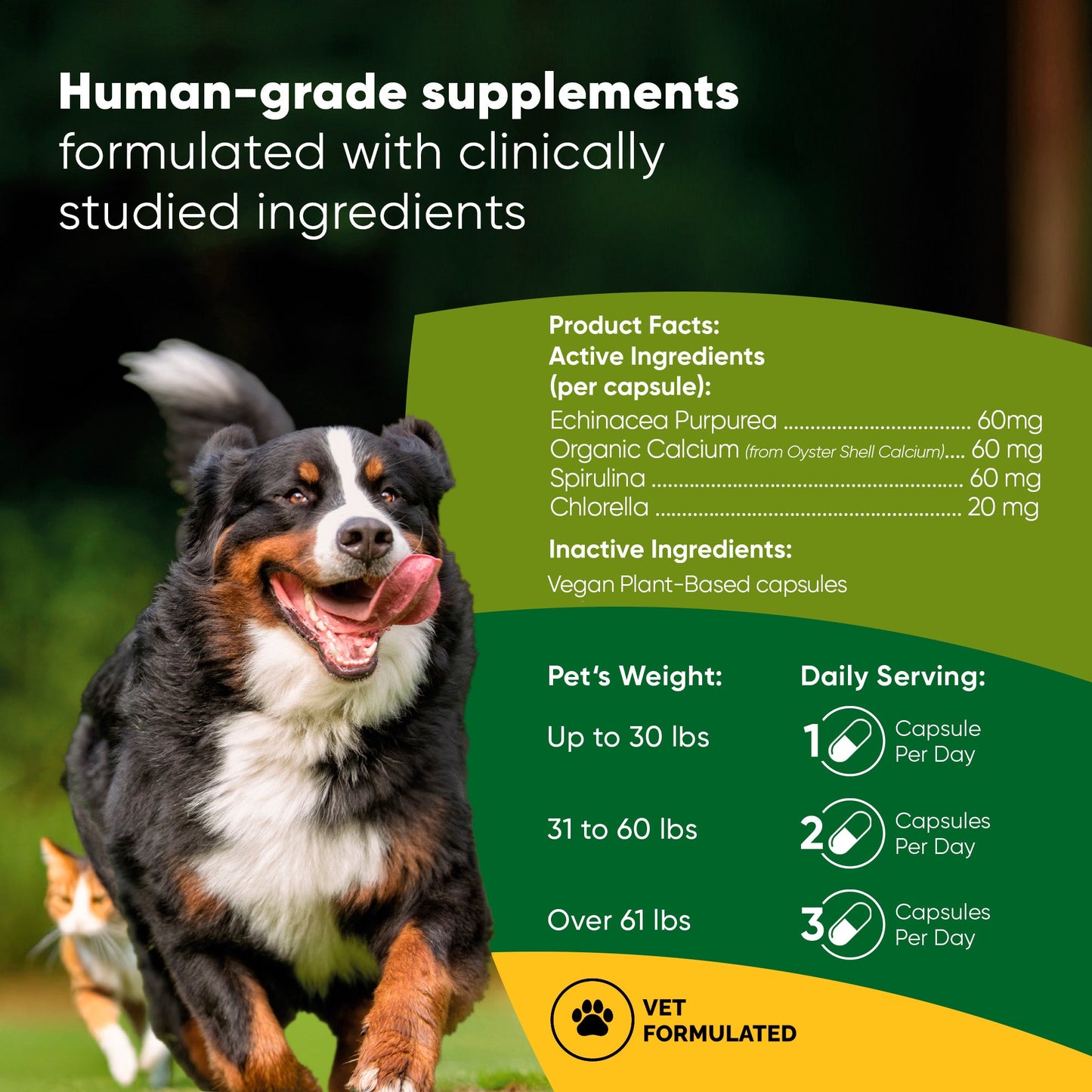 Dog running outdoors with supplement information on a green background
