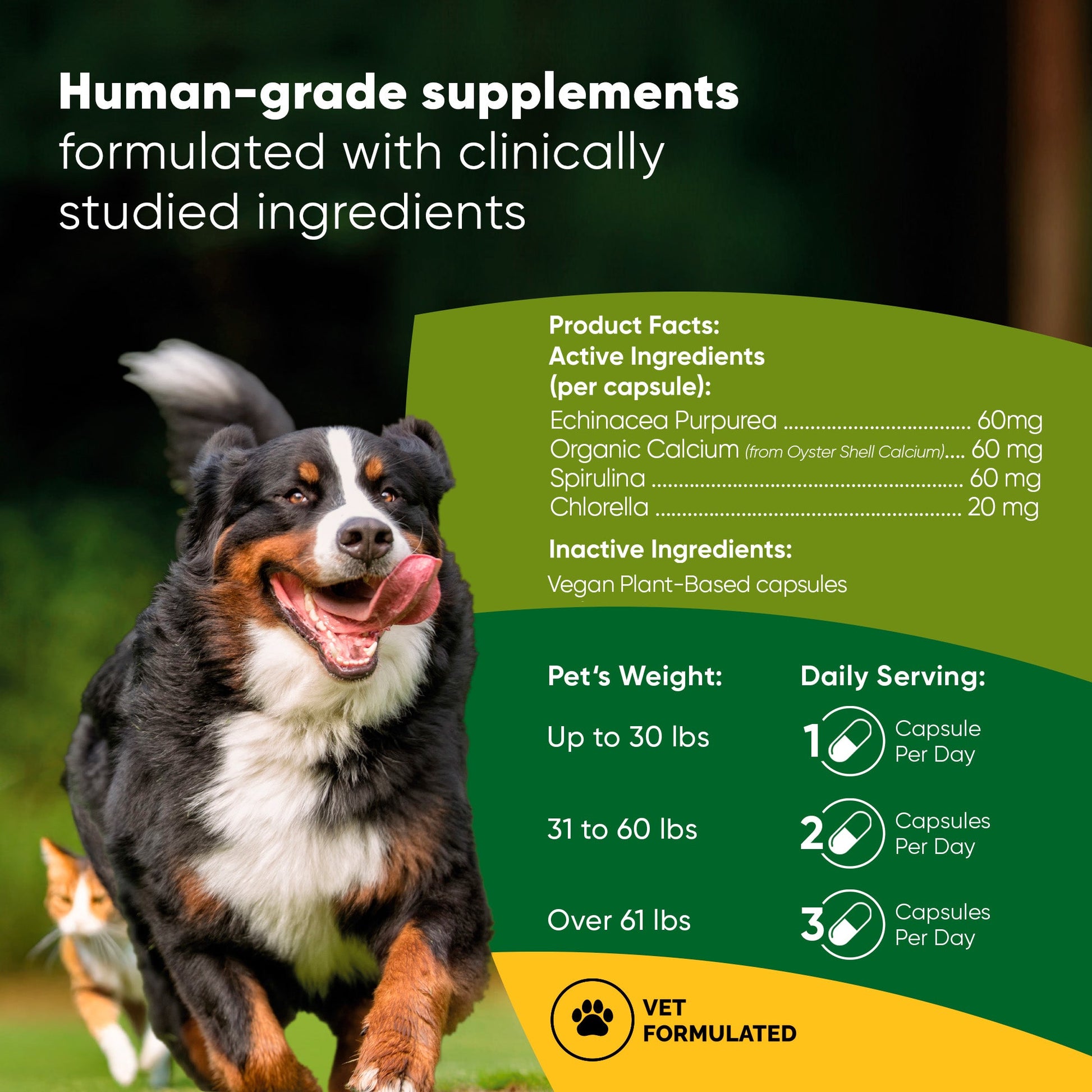 Dog running outdoors with supplement information on a green background