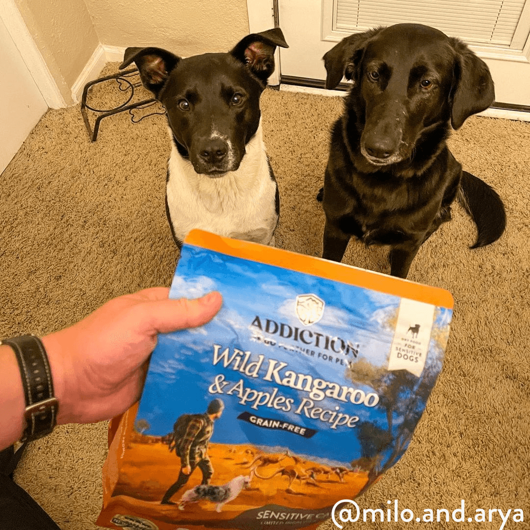 Two dogs looking at a bag of Addictions Wild Kangaroo & Apples Recipe dog food.