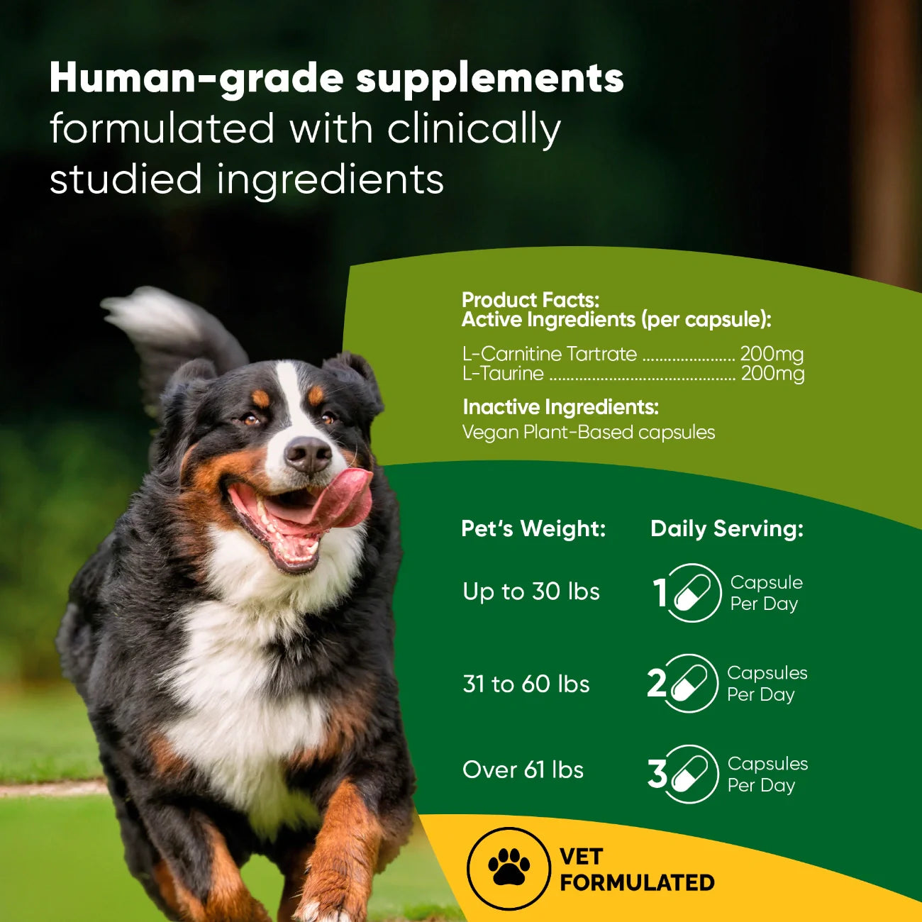 Dog running outdoors with supplement information on a green background
