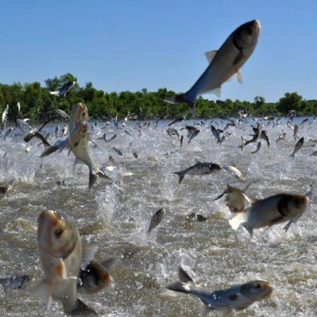 School of fish splashing in water with a clear blue sky and greenery in the background