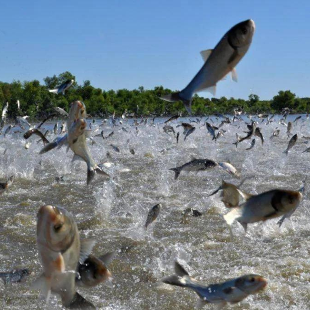School of fish splashing in water with a clear blue sky and greenery in the background