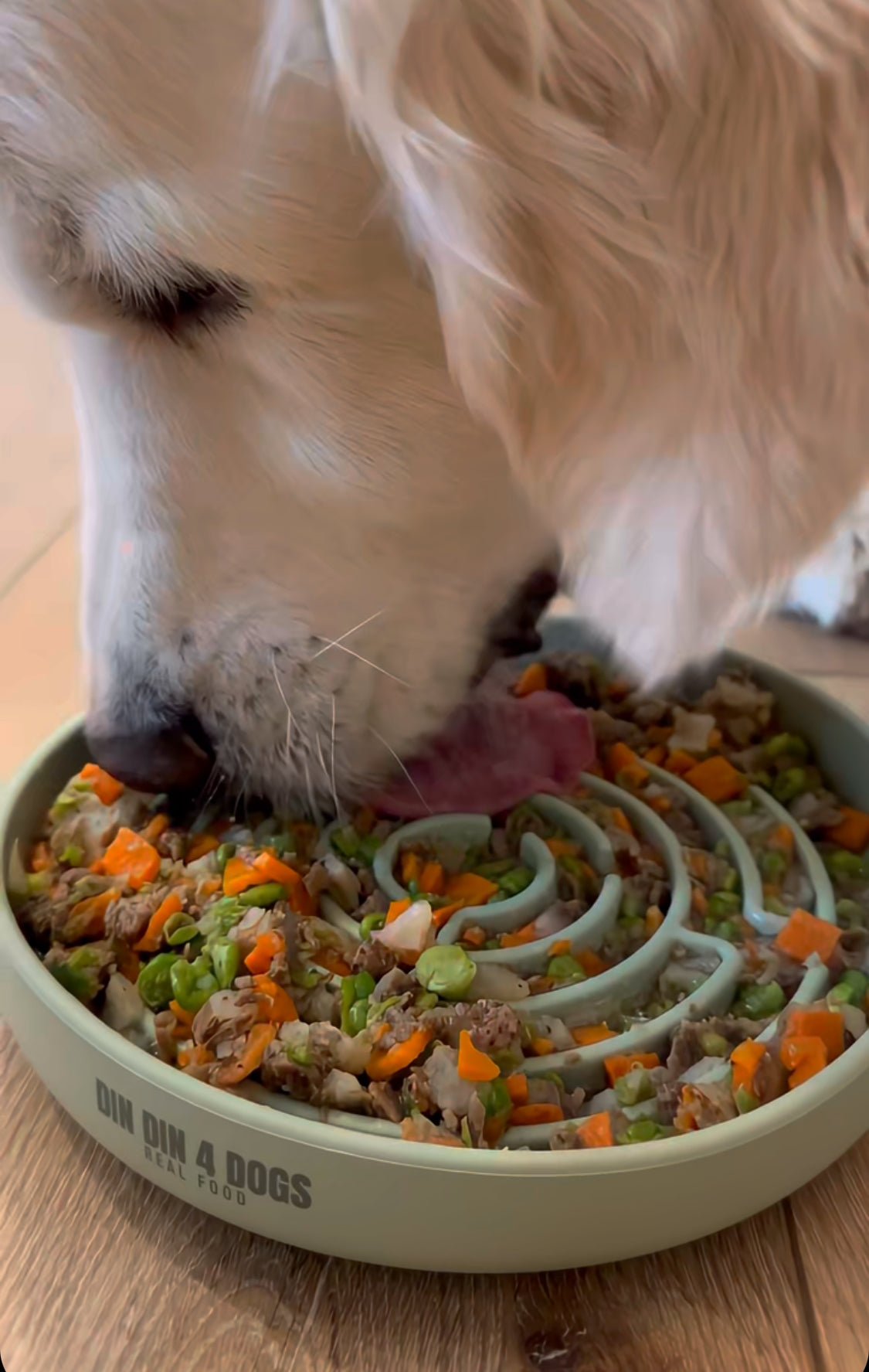 Dog eating from a bowl of food on a wooden floor