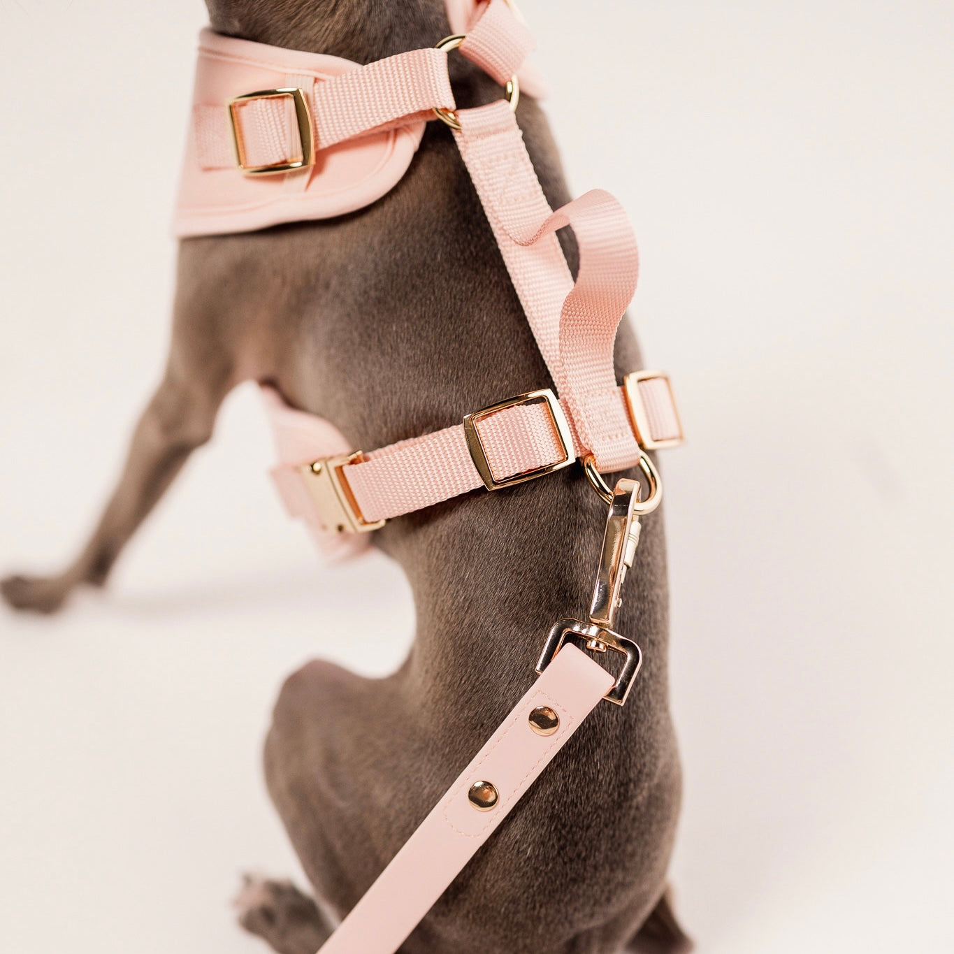 Dog wearing a pink harness with gold hardware on a light background