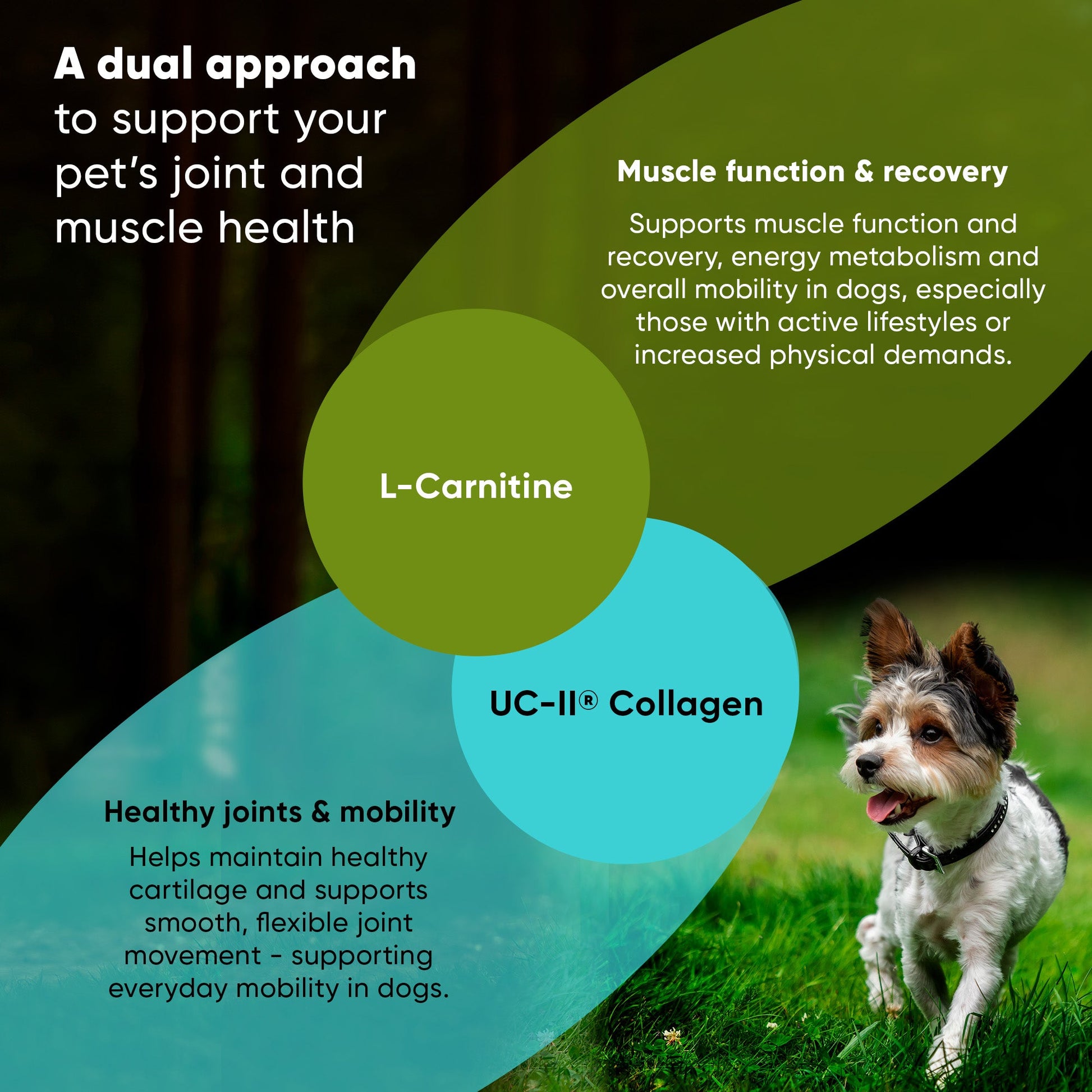 Advertisement for pet health supplements with a dog on grass, L-Carnitine and UC-II Collagen highlighted.