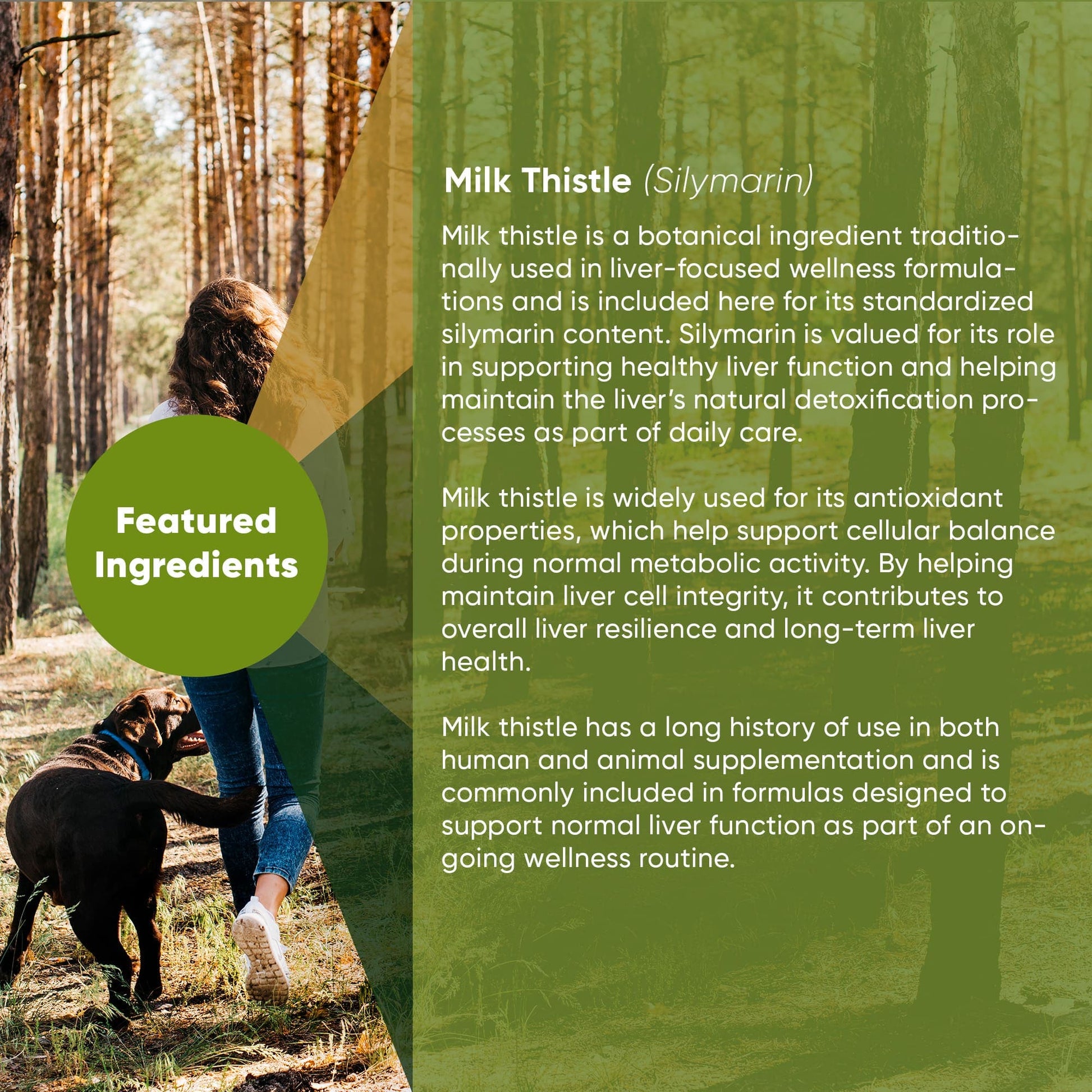 Person walking a dog in a forest with text about milk thistle on a green background