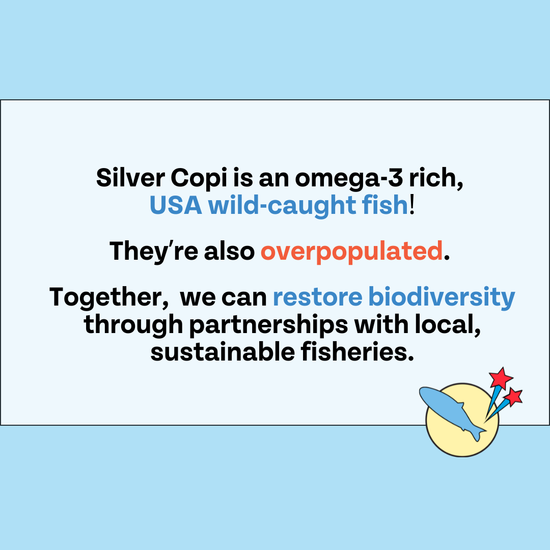 Text about Silver Copi fish with a blue background