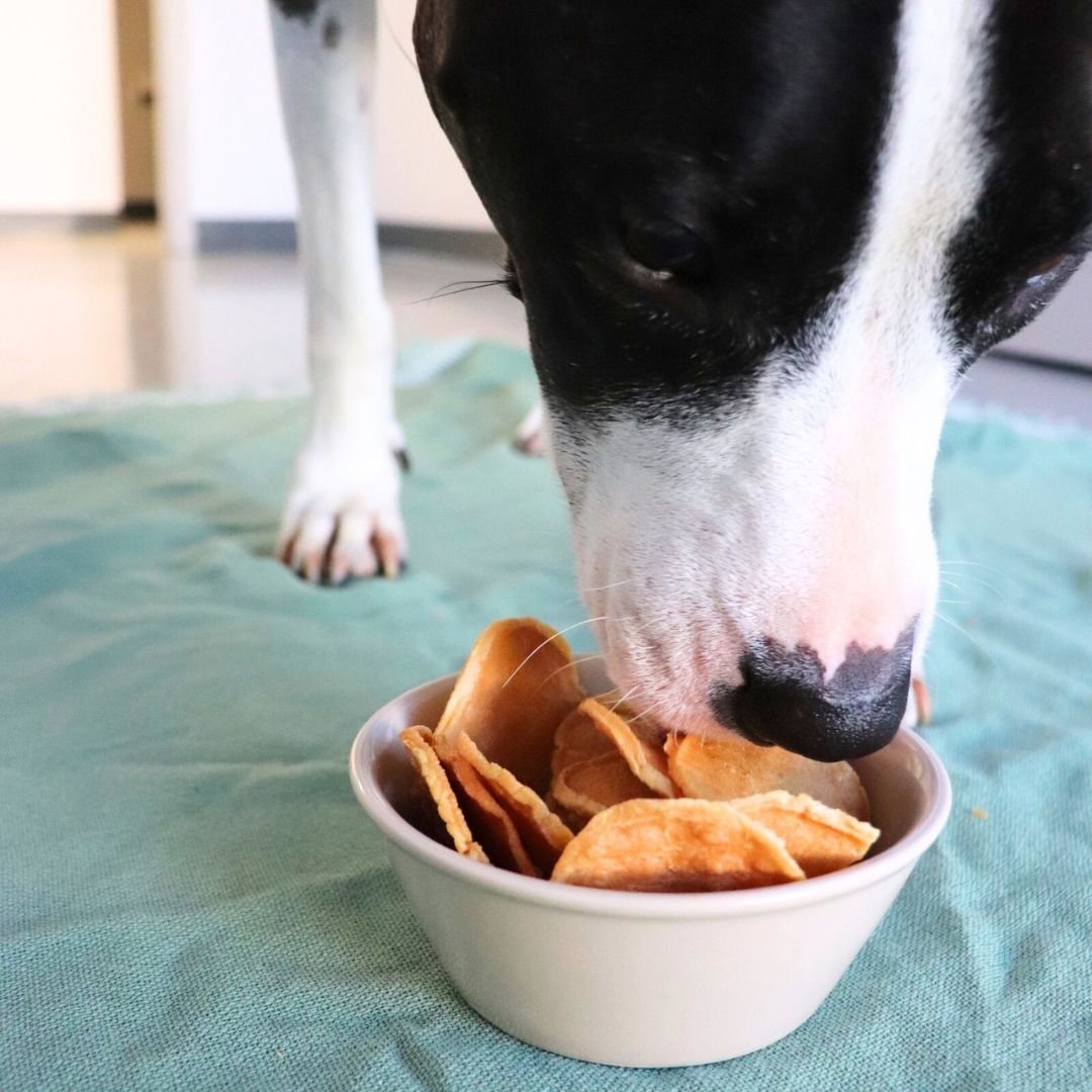 Dog sniffing a bowl of dog treats on a green blanket