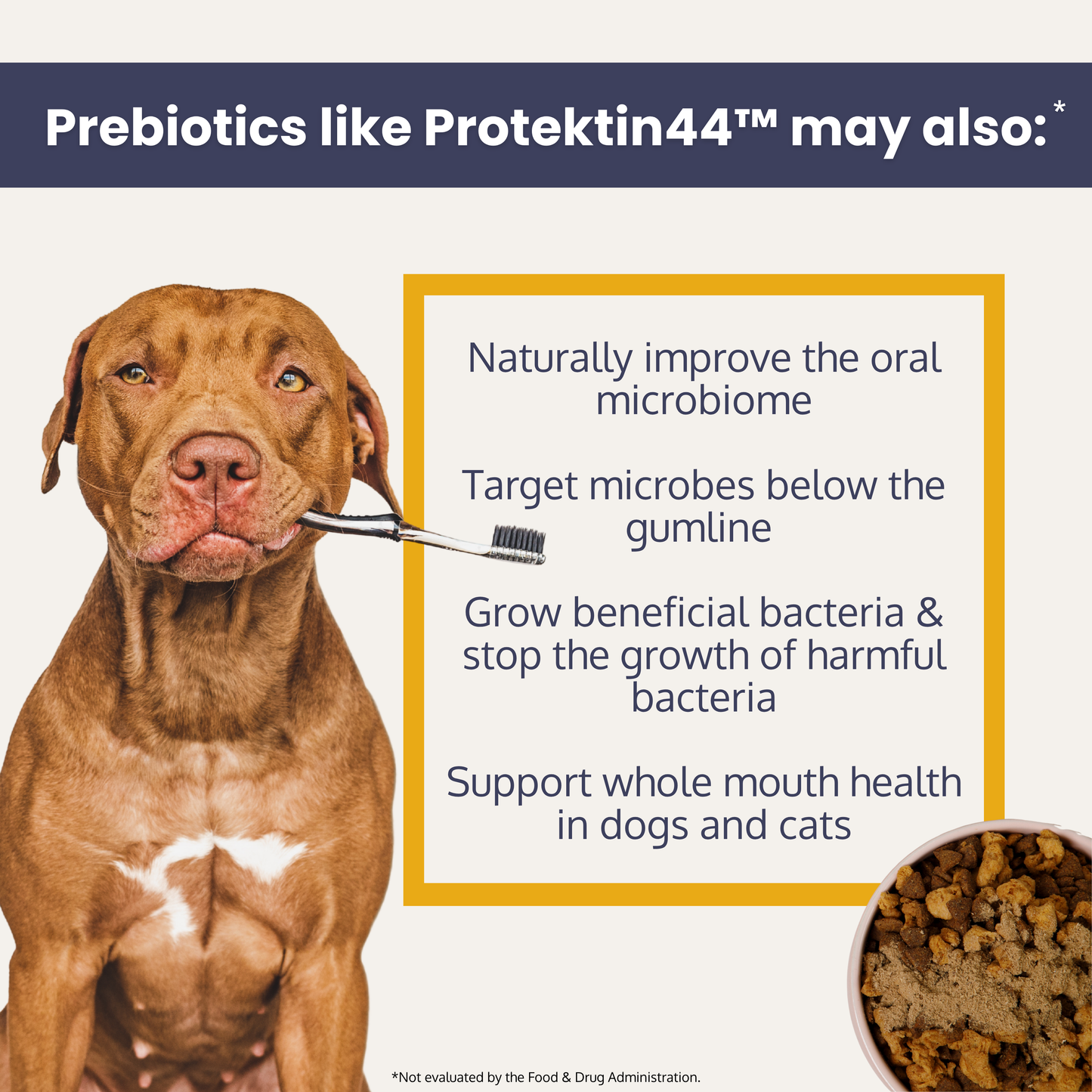 Dog holding a toothbrush with text about prebiotics and their benefits for dental health.