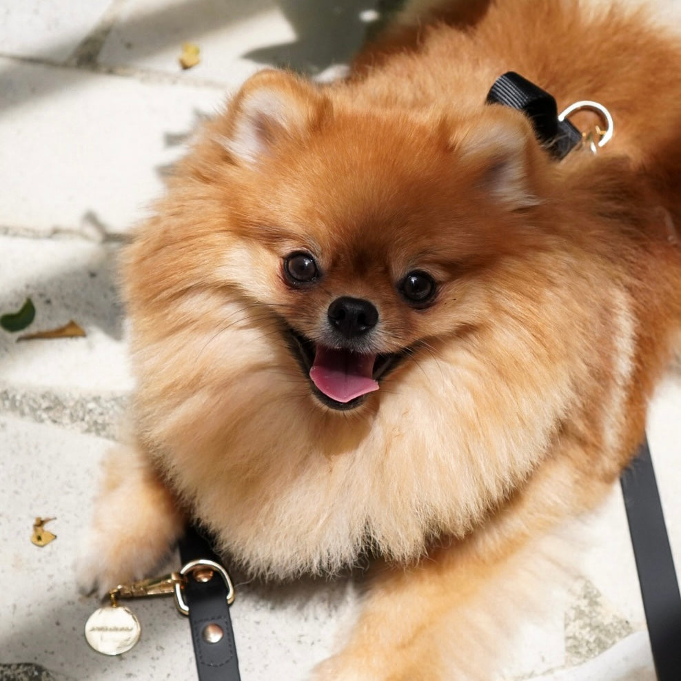 Small brown dog with a black collar on a light background