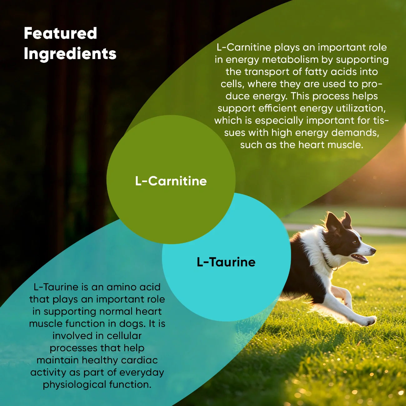 Dog running on grass with L-Carnitine and L-Taurine text overlay