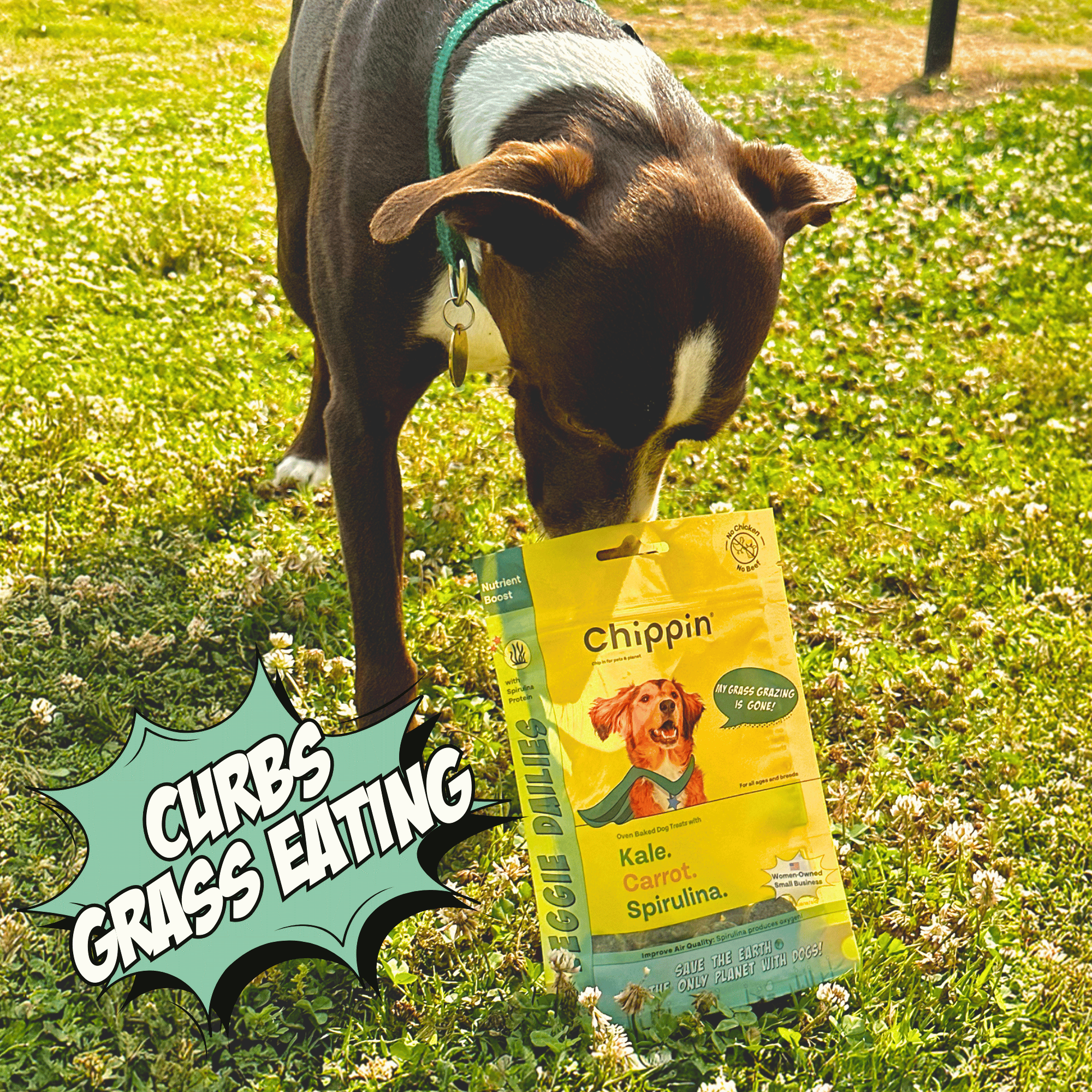 Dog holding a bag of Chippin dog food in a grassy field with text 'Curbs Grass Eating'.