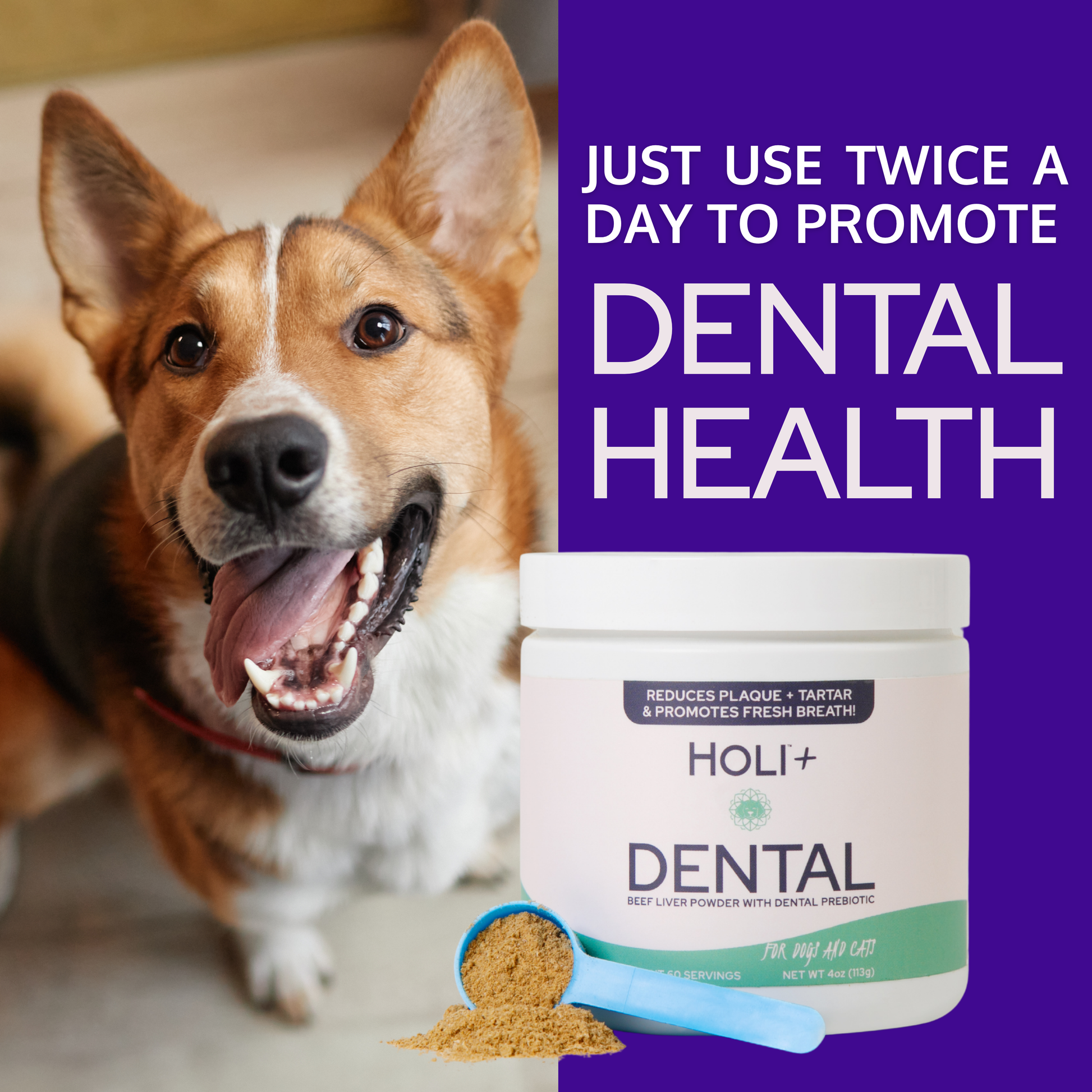 Dog with open mouth next to a Holi+ Dental product container on a purple background
