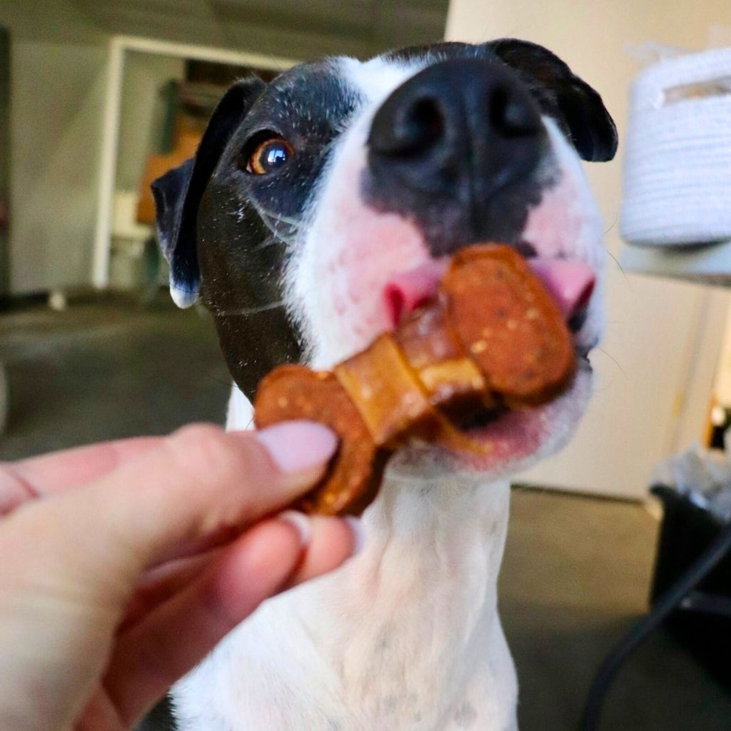 Dog taking a treat from a person's hand