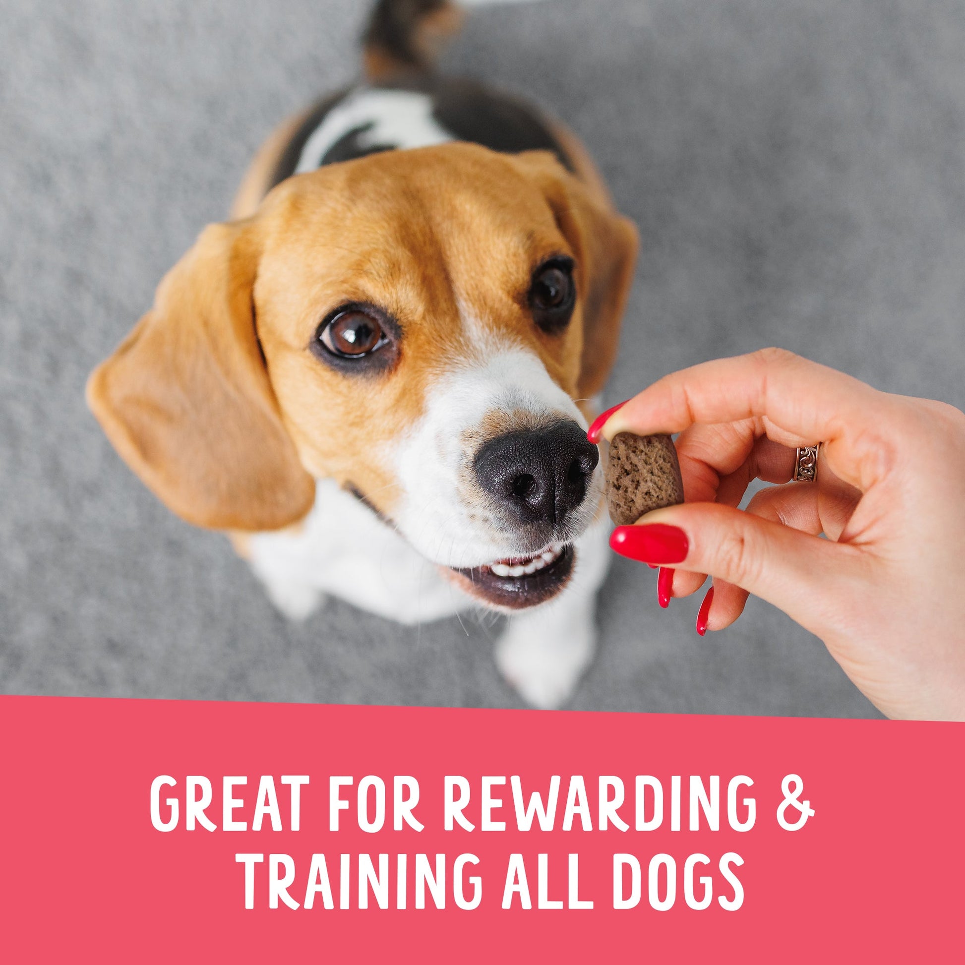 Dog being offered a treat by a hand with text about rewarding and training dogs.