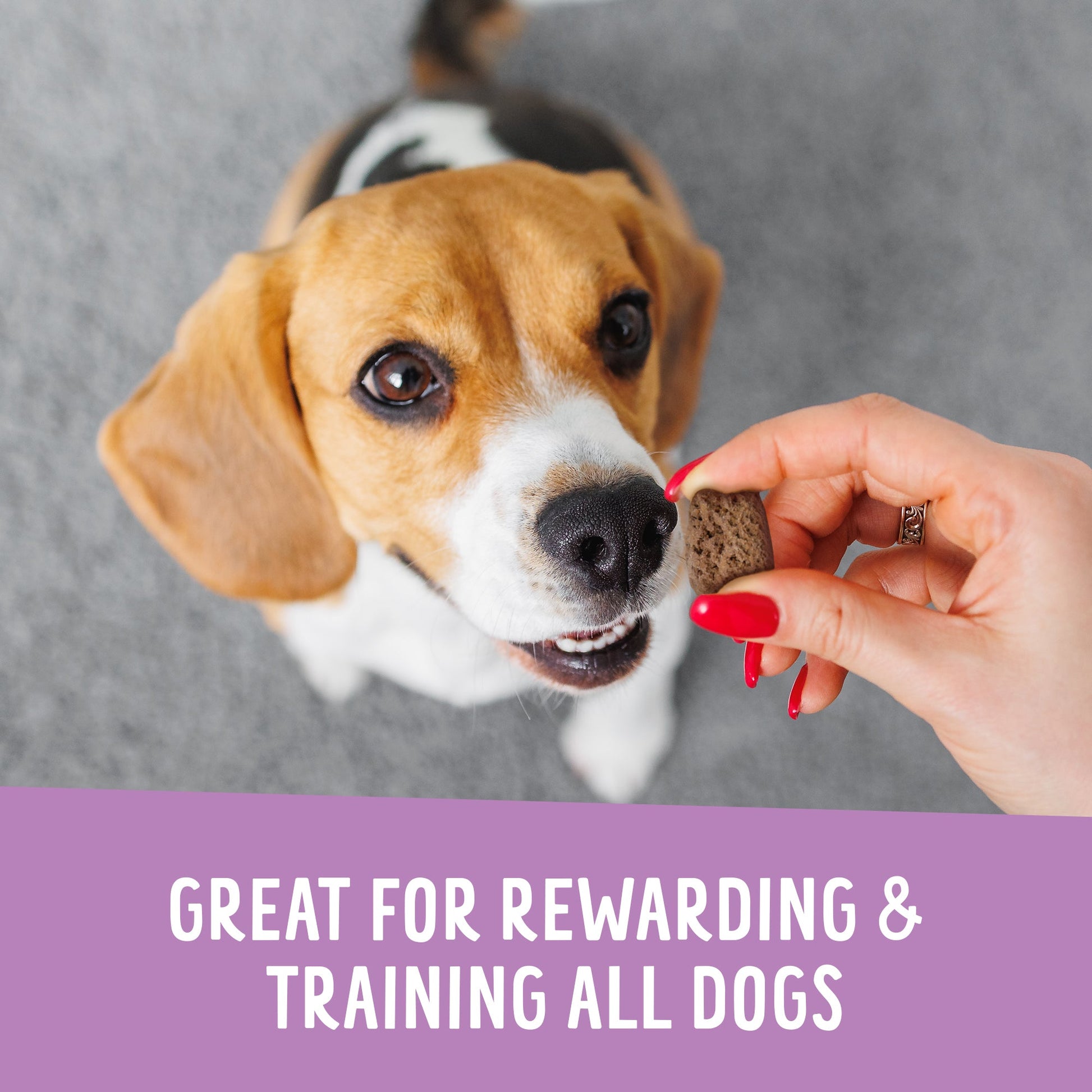 Dog being offered a treat by a hand with text about rewarding and training dogs.
