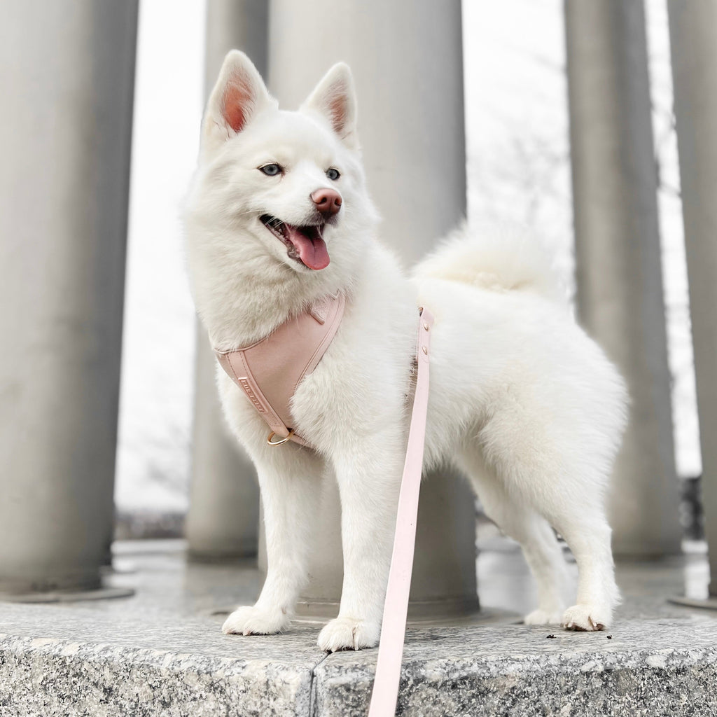 White dog wearing a pink harness and leash standing on a stone surface with columns in the background.