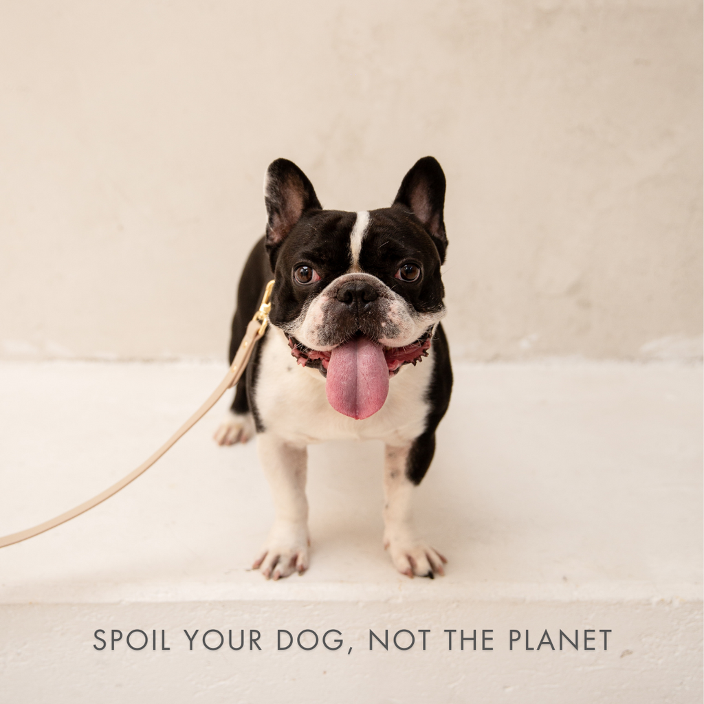 Dog standing on a light surface with a leash, text 'Spoil your dog, not the planet' below.
