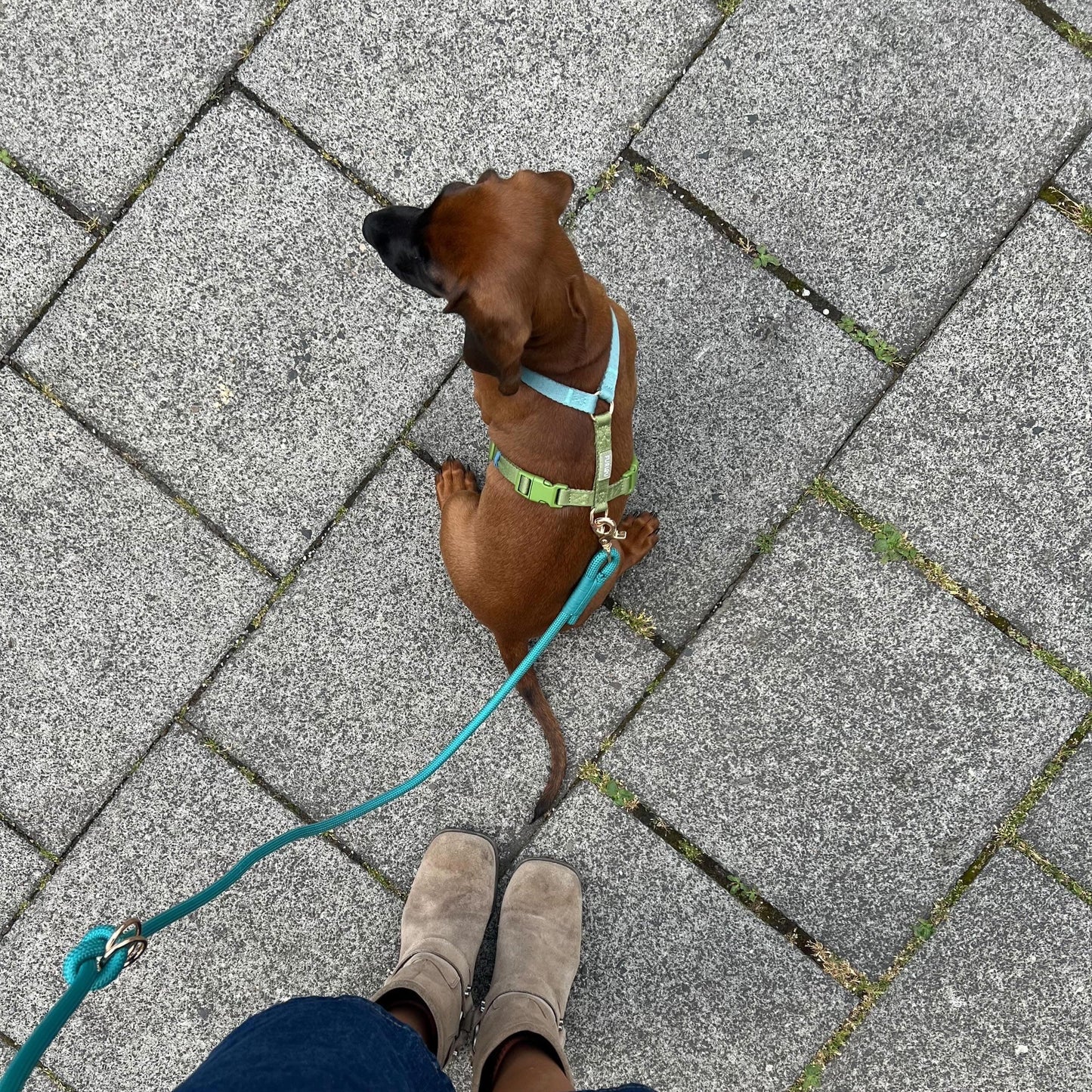 FURLOU Blue and Green Dog Harness worn by a dog, view 3