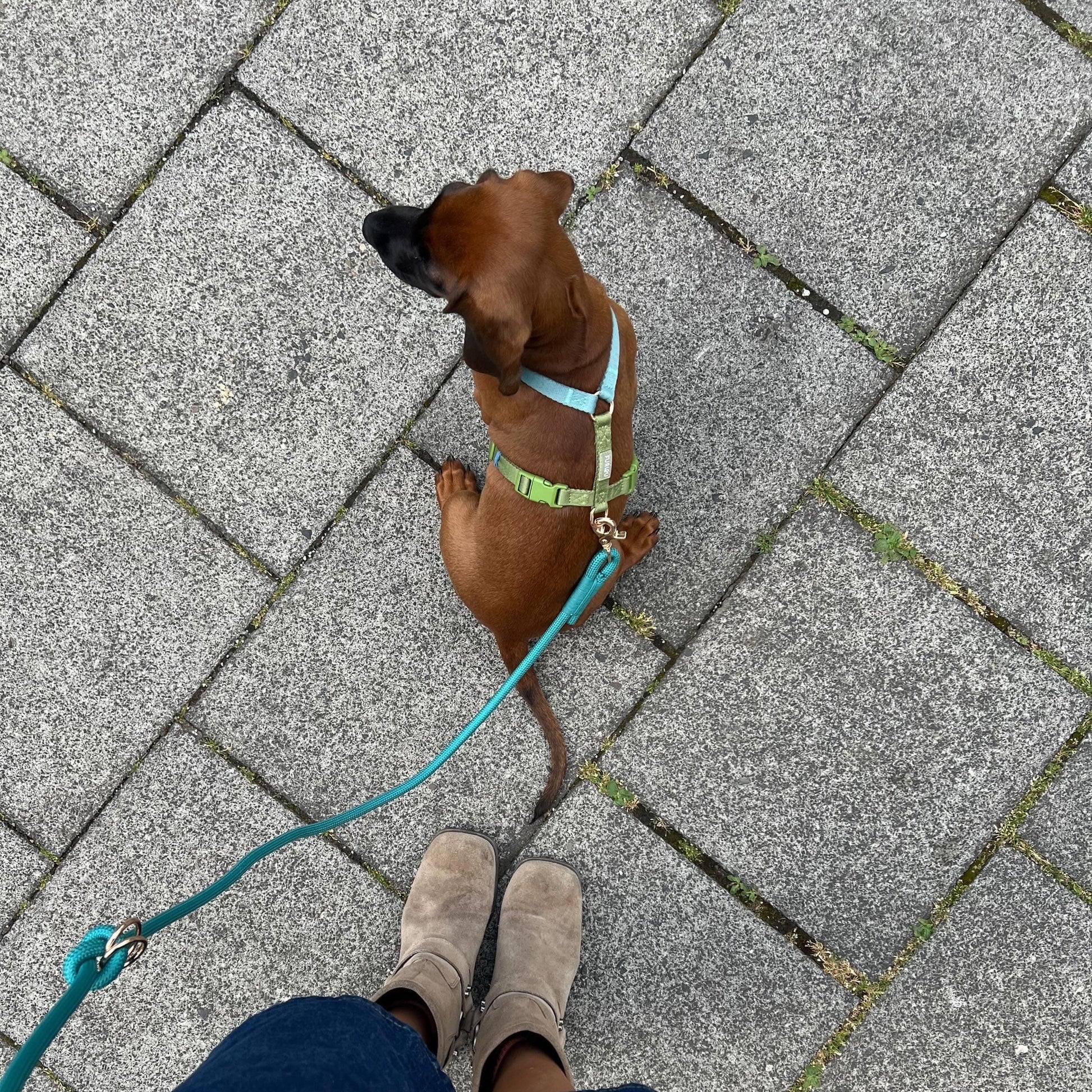 FURLOU Blue and Green Dog Harness worn by a dog, view 3