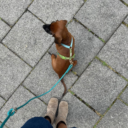FURLOU Blue and Green Dog Harness worn by a dog, view 3