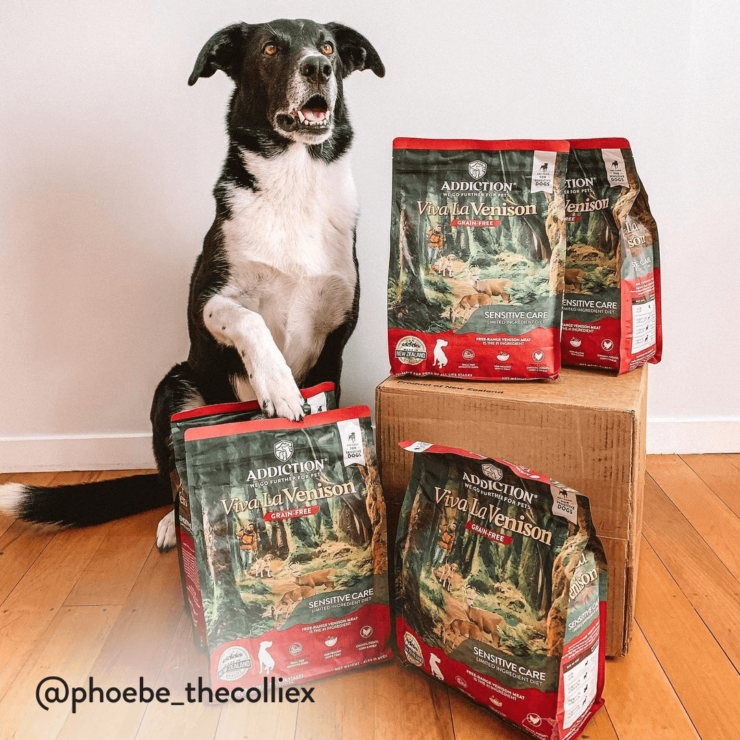 Dog sitting next to Addiction Viva la Venison pet food packages on a wooden floor.