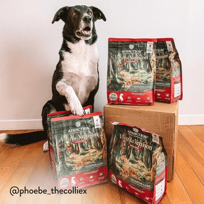 Dog sitting next to Addiction Viva la Venison pet food packages on a wooden floor.