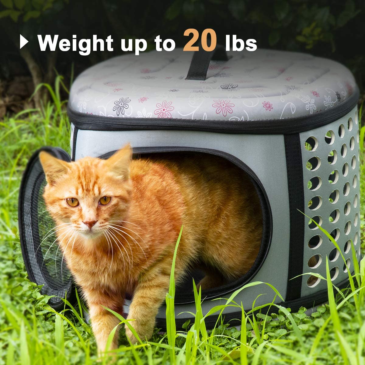 Cat standing in a pet carrier with grass in the background