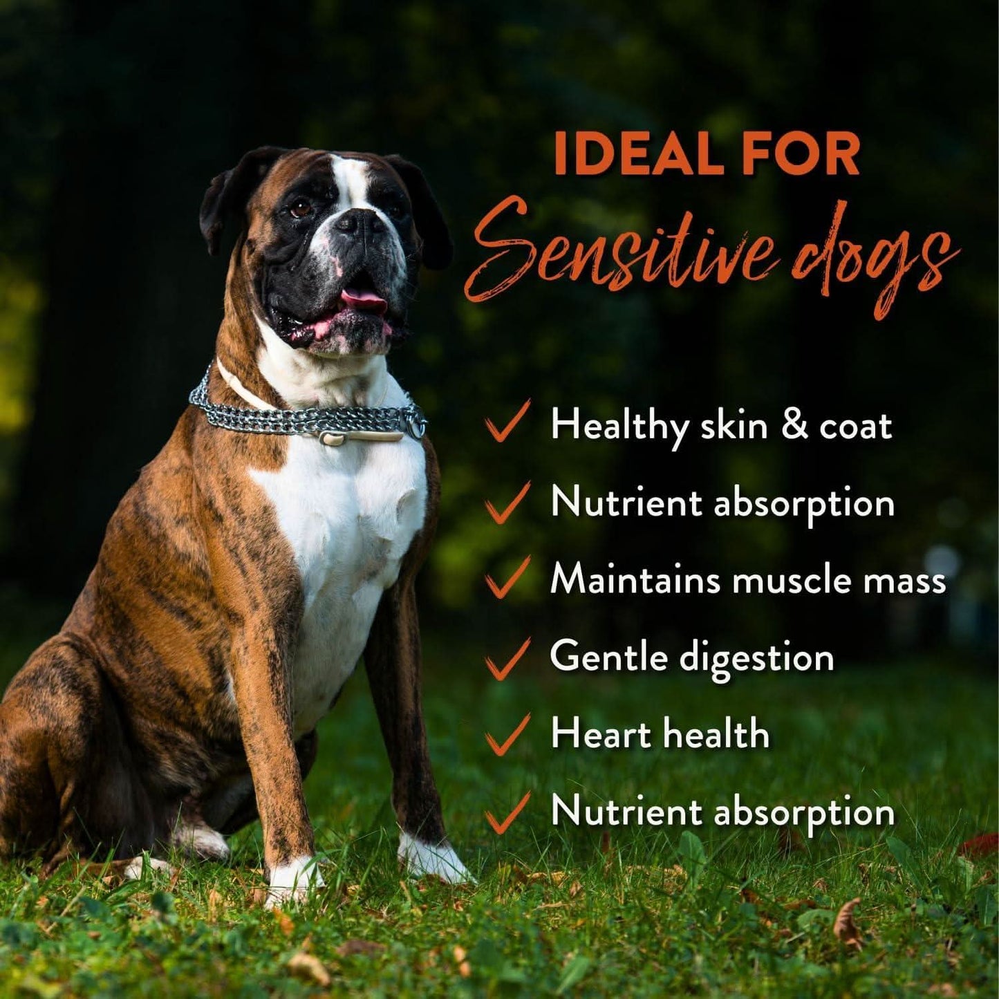 Dog sitting on grass with text about ideal benefits for sensitive dogs