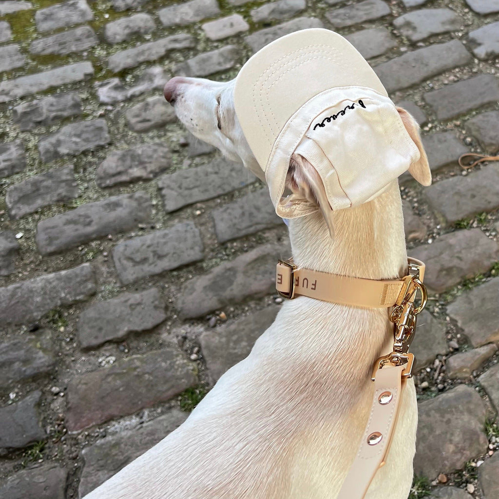 Dog wearing a beige hat and gold harness on a cobblestone street