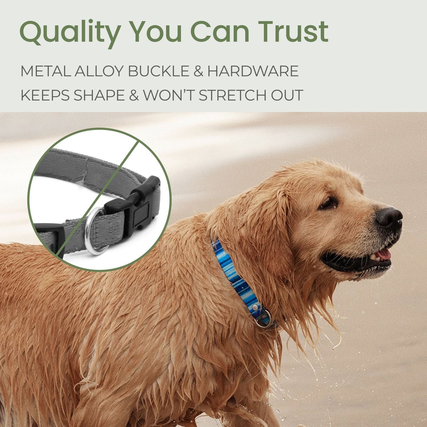 Dog wearing a blue collar with a metal alloy buckle, standing on a beach.