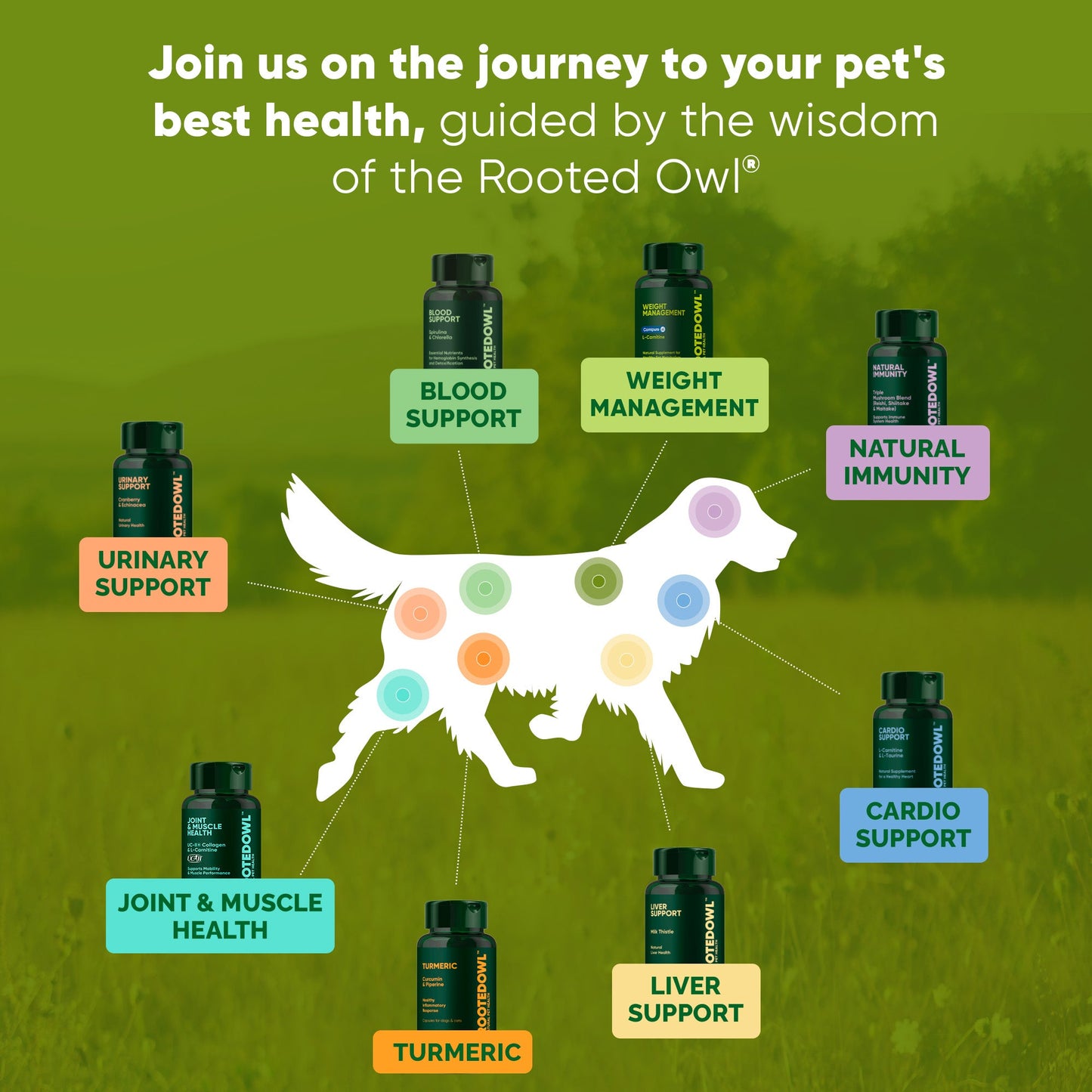 Diagram of a dog with health benefits and corresponding product bottles on a green background, promoting pet health products.