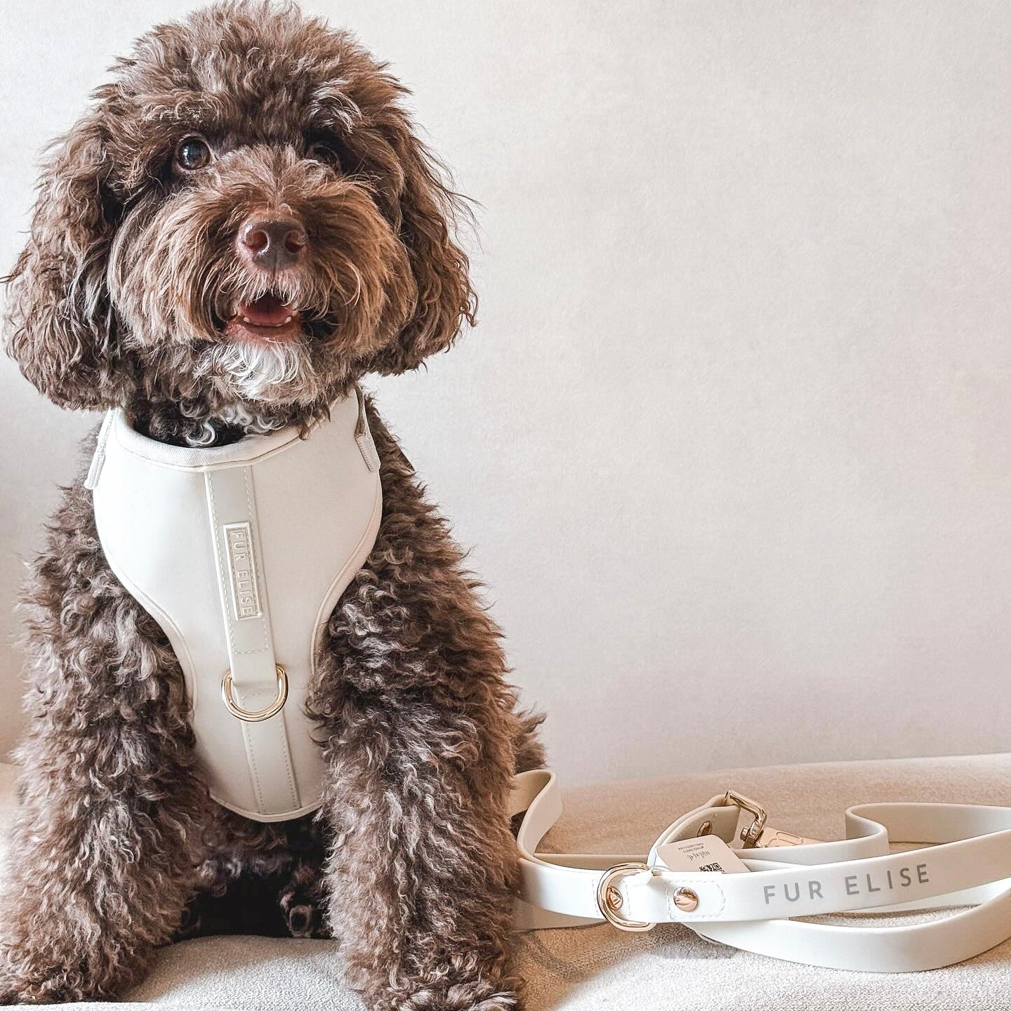 Dog wearing a white harness with a leash on a light background