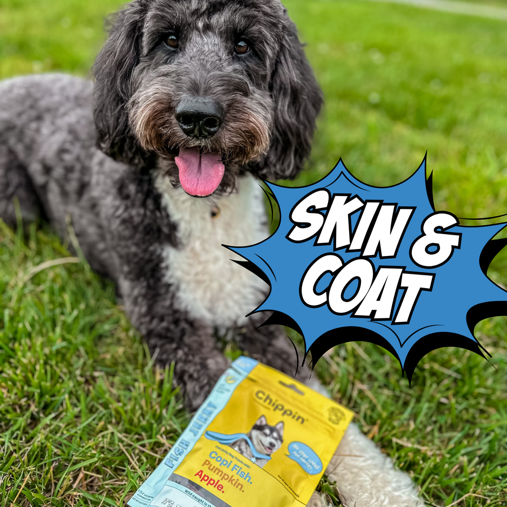 Dog on grass with a 'Skin & Coat' product package