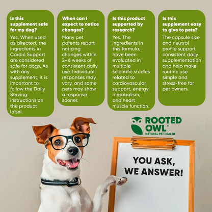 Dog wearing glasses with a whiteboard and 'Rooted Owl' branding on a beige background