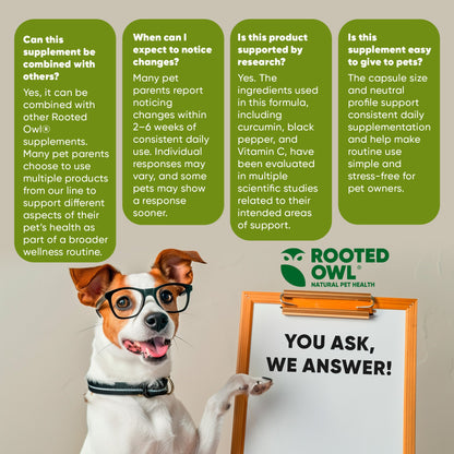 Dog wearing glasses with a whiteboard and 'Rooted Owl' branding