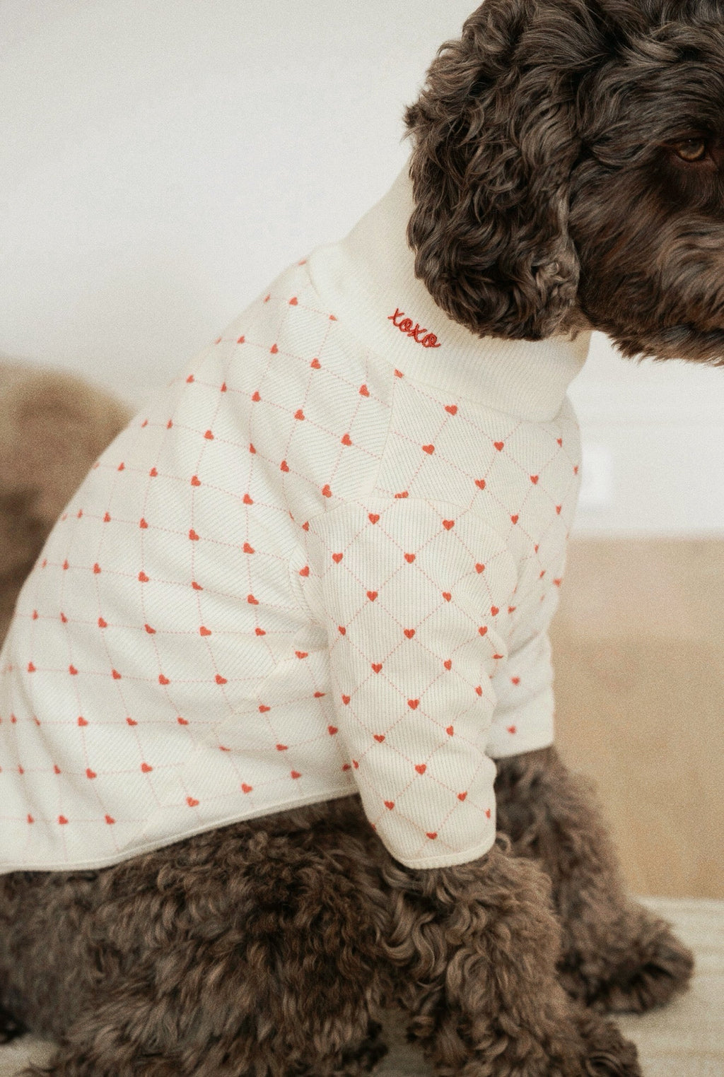 Dog wearing a white coat with red heart patterns on a light background