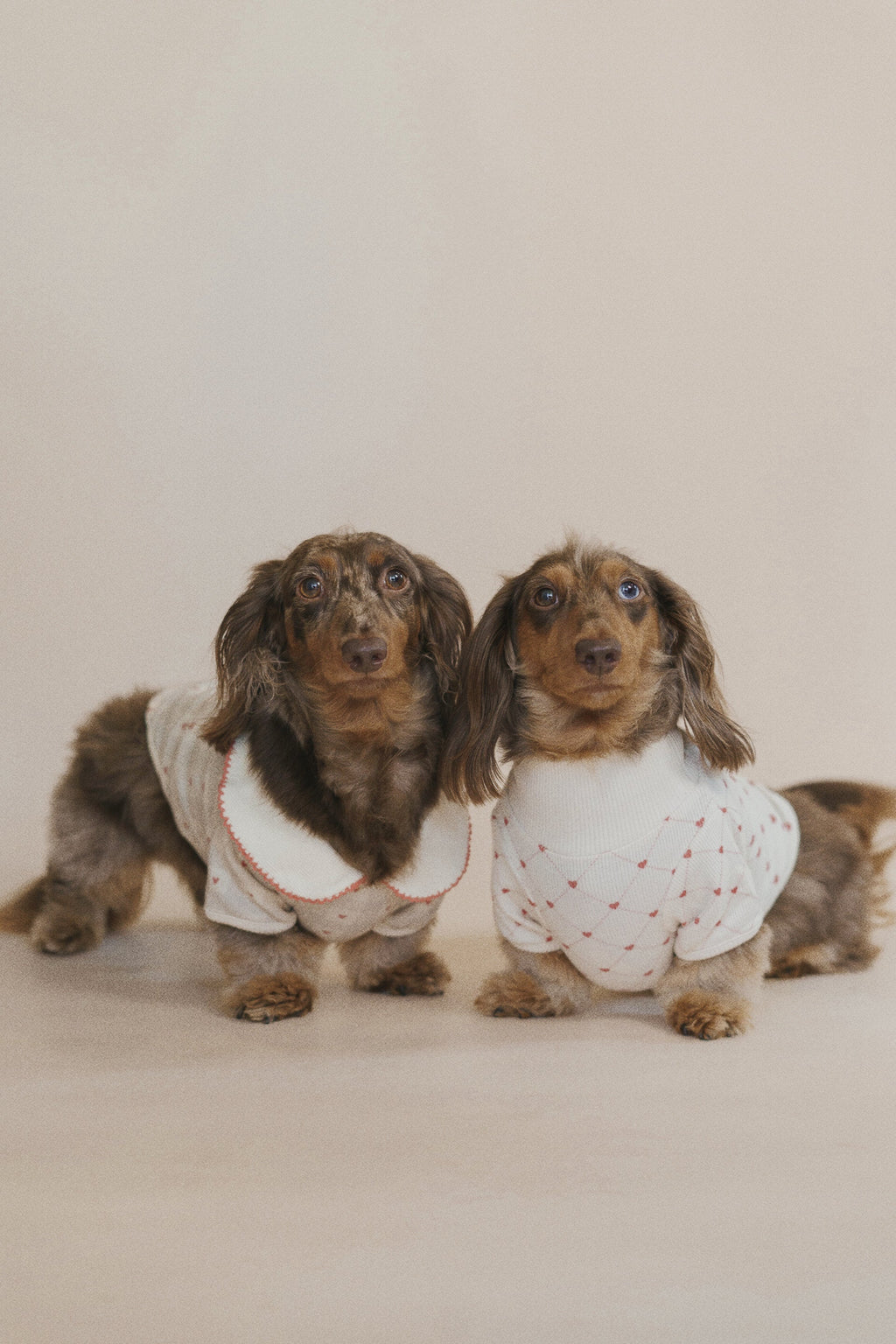 Two small dogs wearing white sweaters with red patterns on a plain background