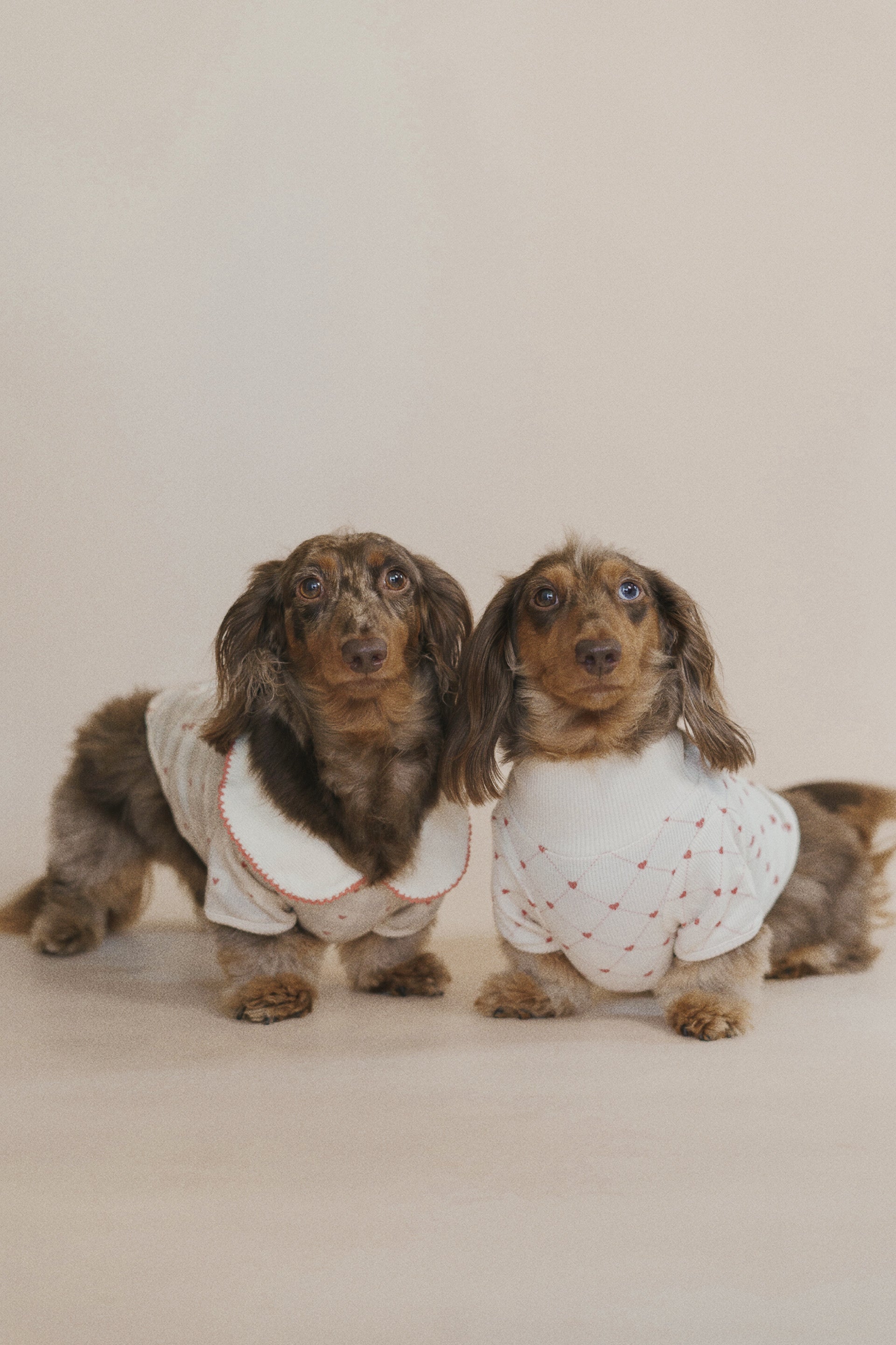 Two small dogs wearing white sweaters with red patterns on a plain background
