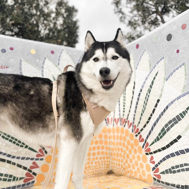 Husky dog standing next to a colorful pet bed with a patterned background