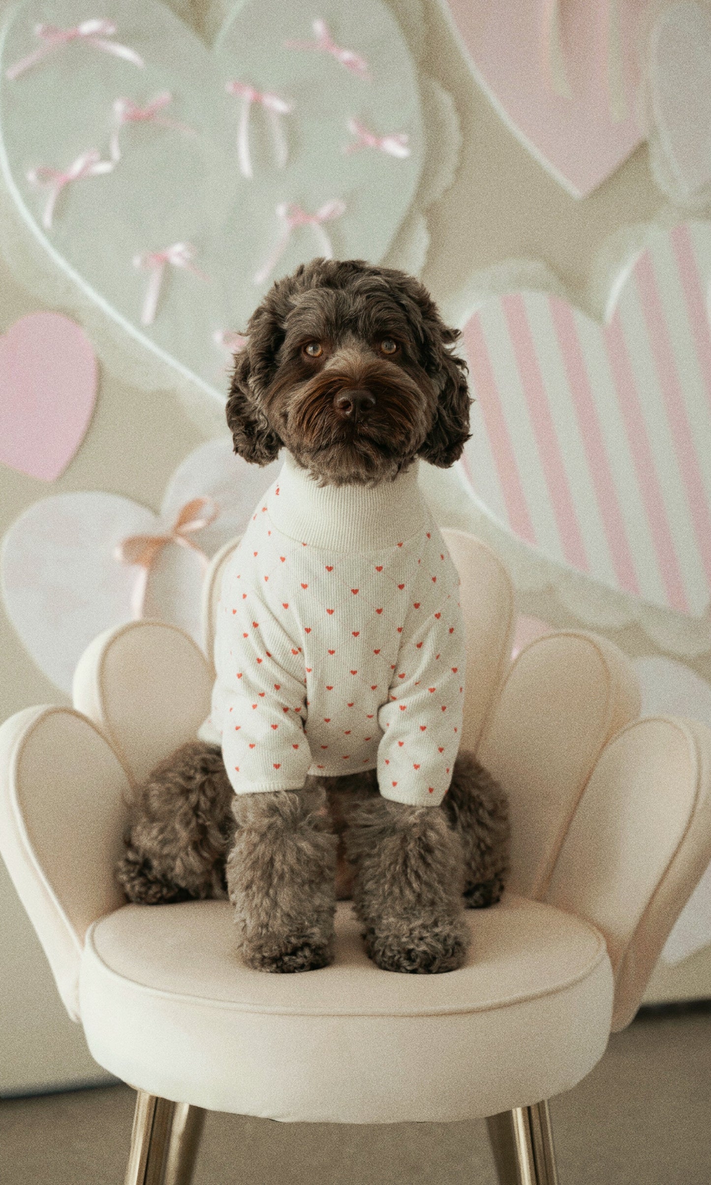 Dog wearing a white sweater with red polka dots sitting on a chair with heart-shaped balloons in the background.