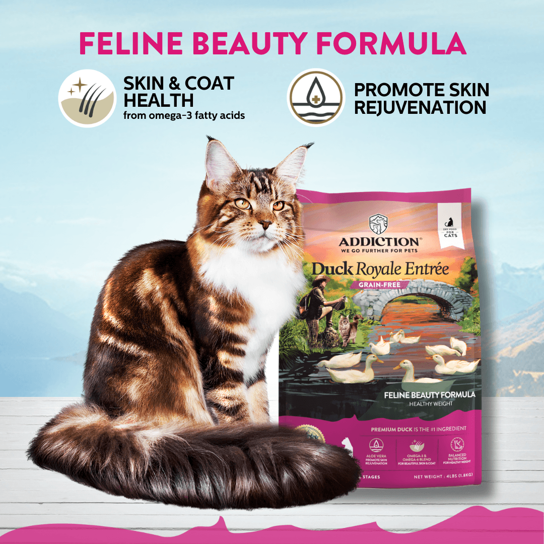 Cat next to a bag of Addiction Duck Royale Entrée cat food with promotional text about feline beauty formula.
