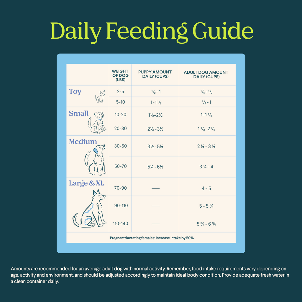 Daily feeding guide for dogs with weight categories and recommended amounts on a blue background