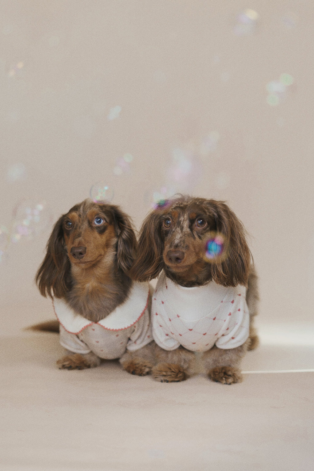 Two dachshunds wearing matching outfits with a light background
