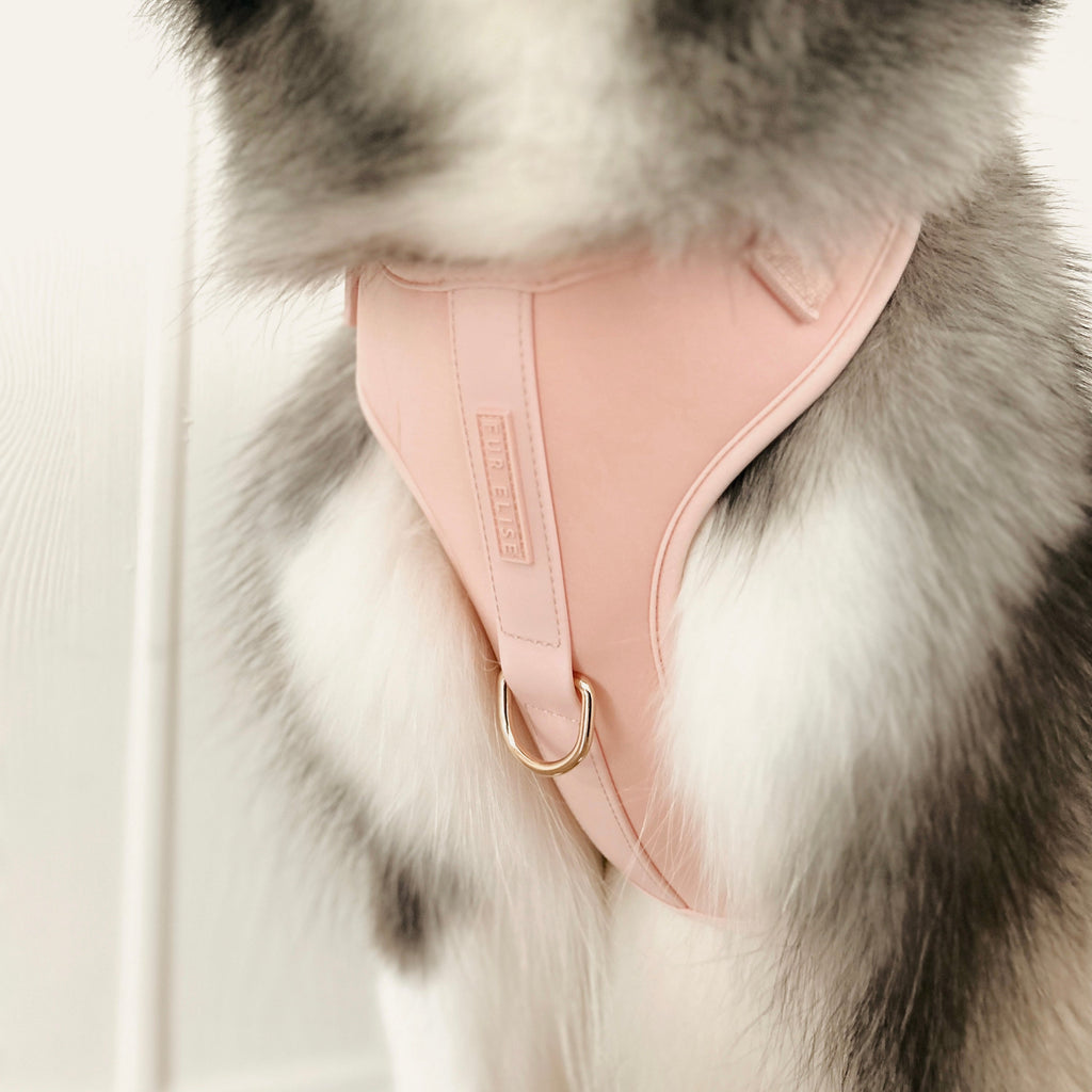 Pink dog muzzle on a fur coat with a neutral background