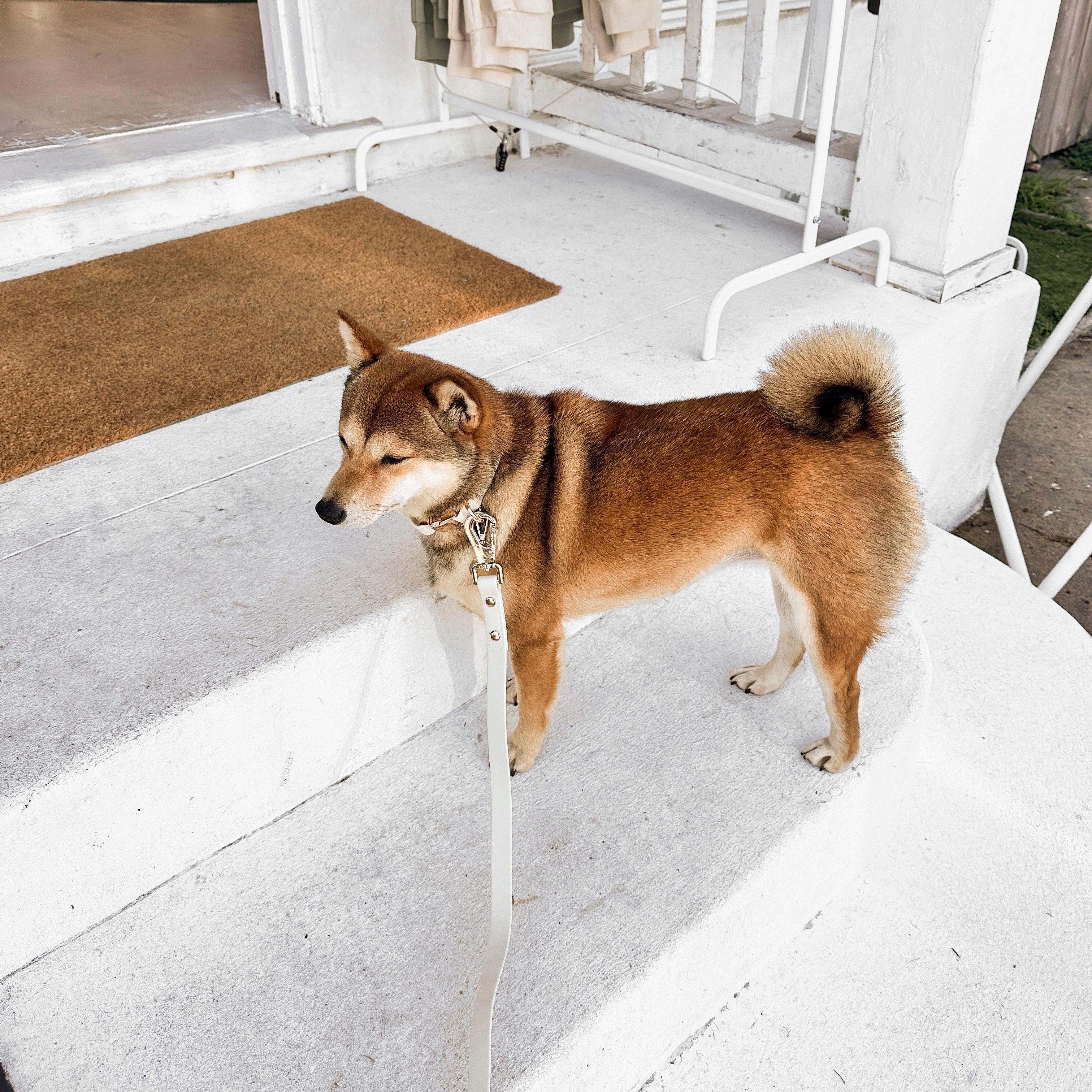 Dog standing on a porch with a doormat and steps in the background