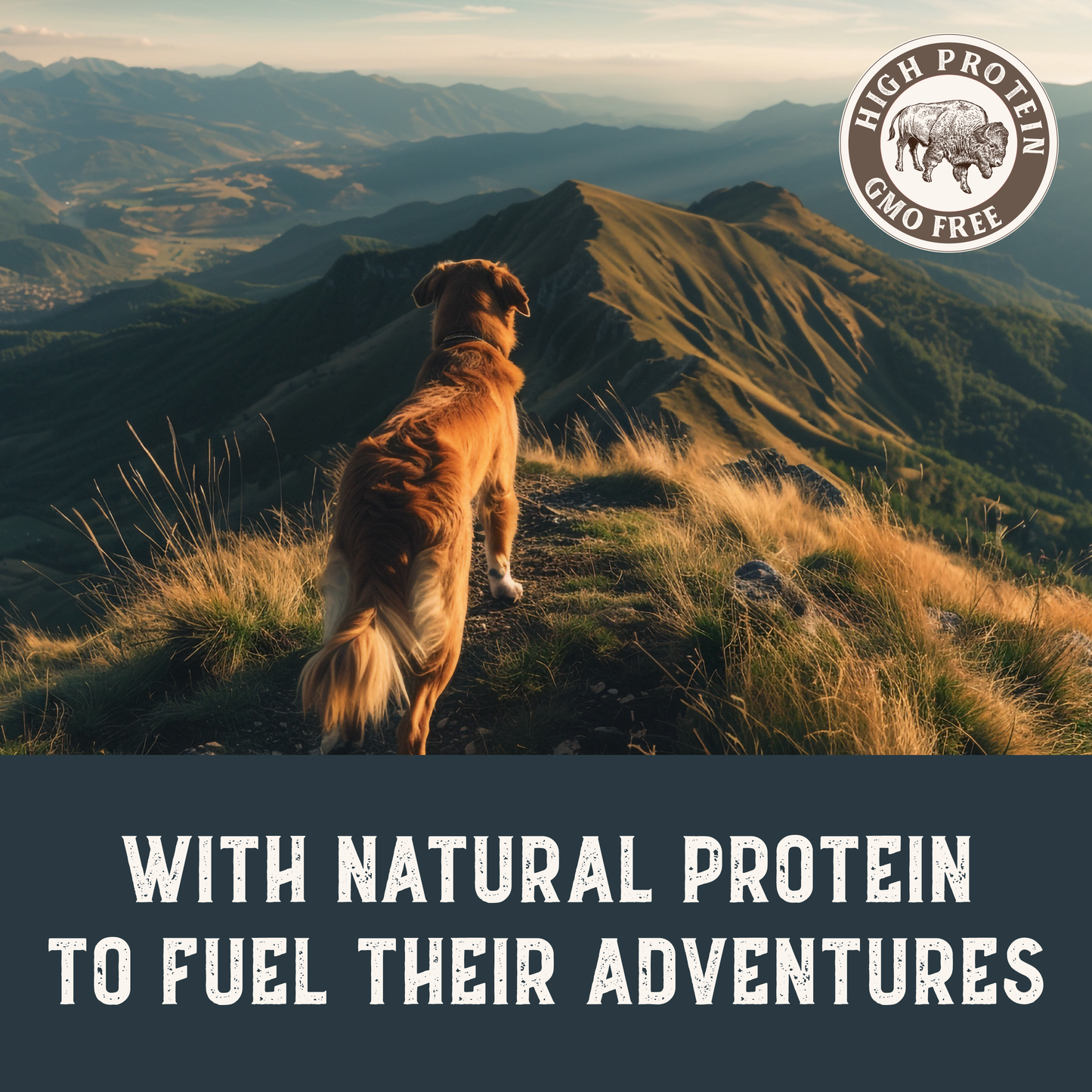 Dog on a mountain top with scenic view and High Protein logo.