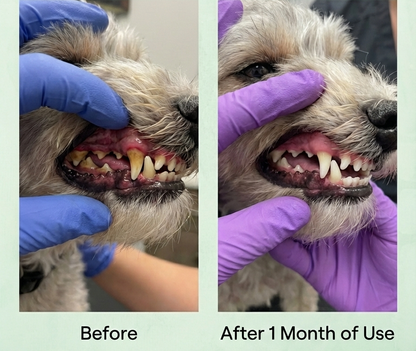 Before and after comparison of a dog's teeth with dental care product use.